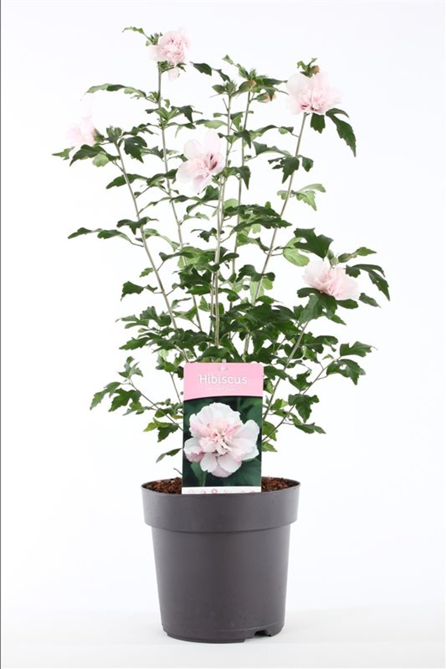 Hibiscus syr. 'Lady Stanley' - C5